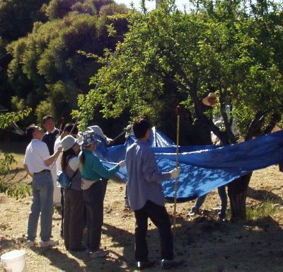 Shake and Catch Plum Harvesting technique