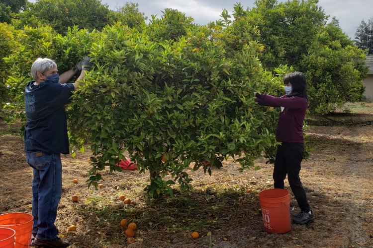 Couple harvesting orange tree