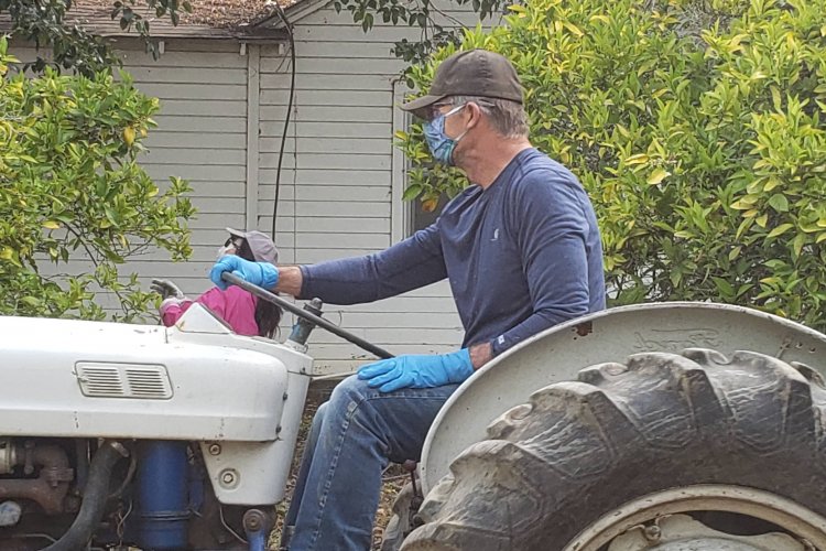 Farmer driving tractor at orange orchard