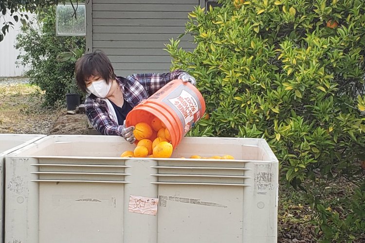 Volunteer emptying bucket of oranges