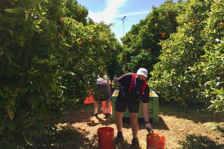 Volunteer in orange orchard, with buckets and wearing mask