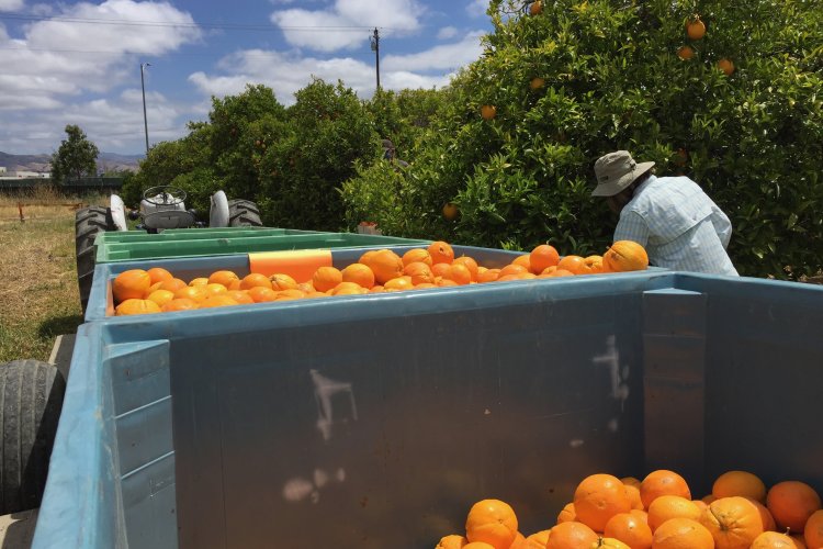 Orange orchard trailer, bins, and volunteer