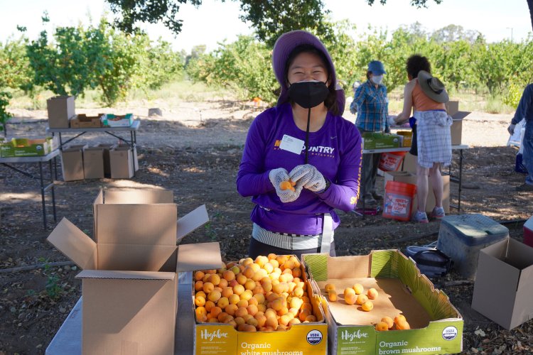 Volunteer sorting apricots June 20 Saratoga