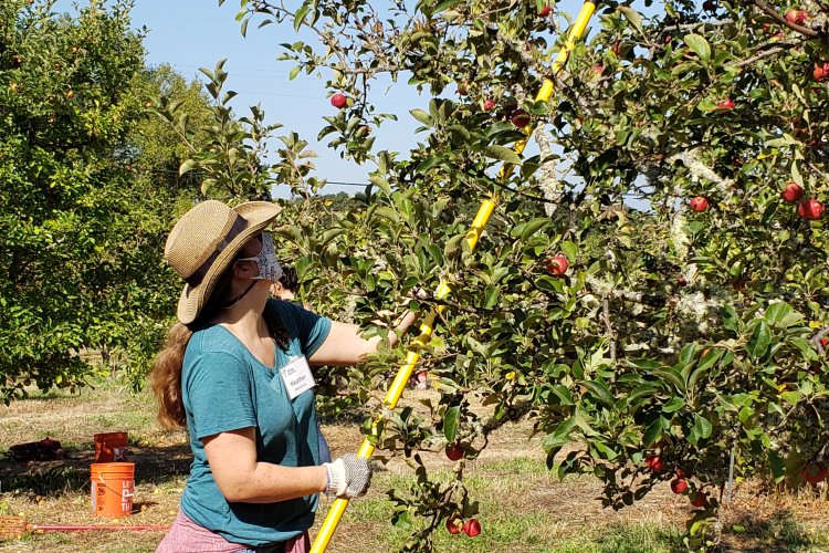 Volunteer harvesting apples