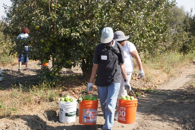 Carrying apples