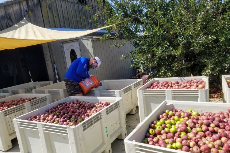 Filling bins with apples after sorting