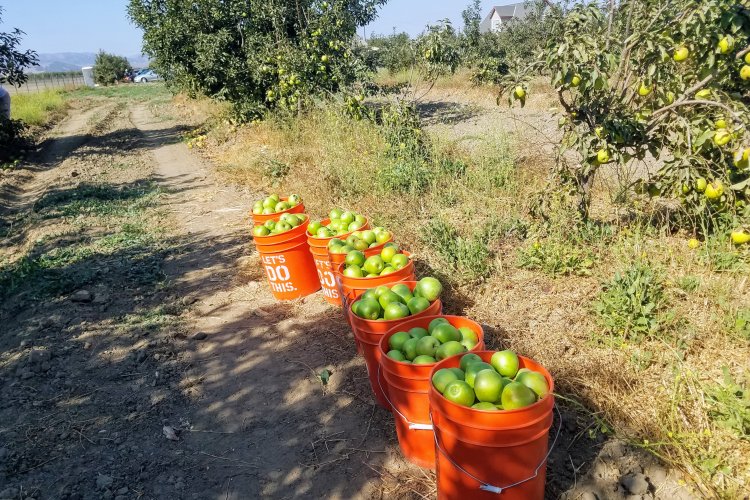 Buckets waiting to be taken for sorting