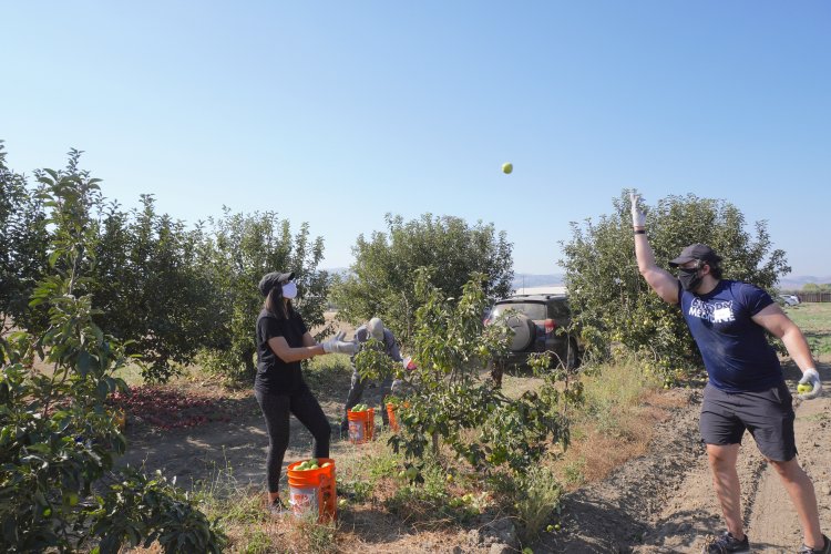 Picking apples and tossing to a family member