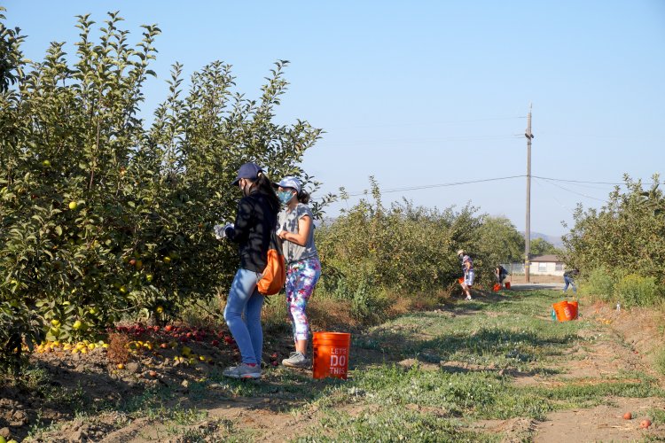 Volunteers harvesting San Juan Bautista orchard row