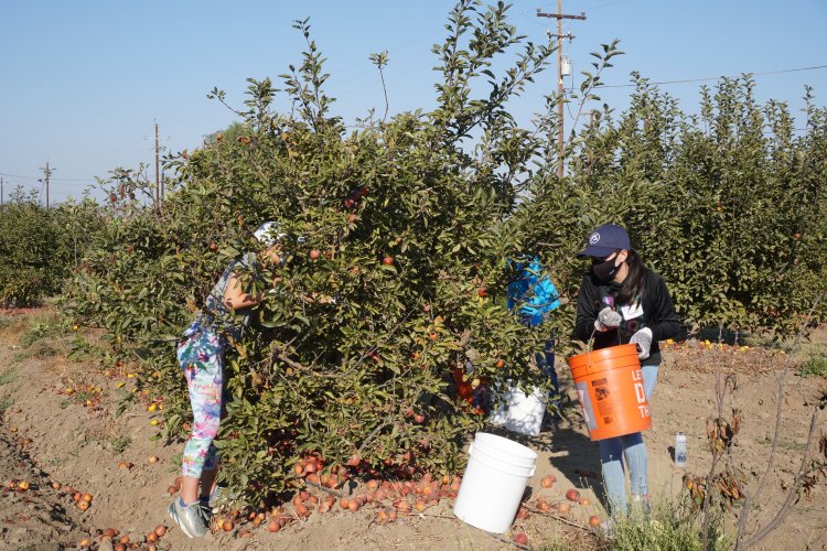 Family picking apples from low tree