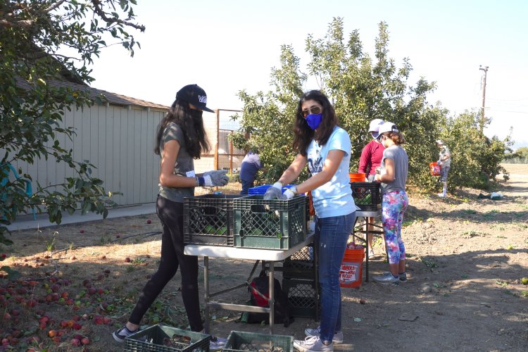 Volunteers sorting apples