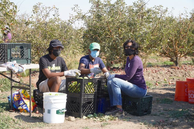 Family sorting apples 