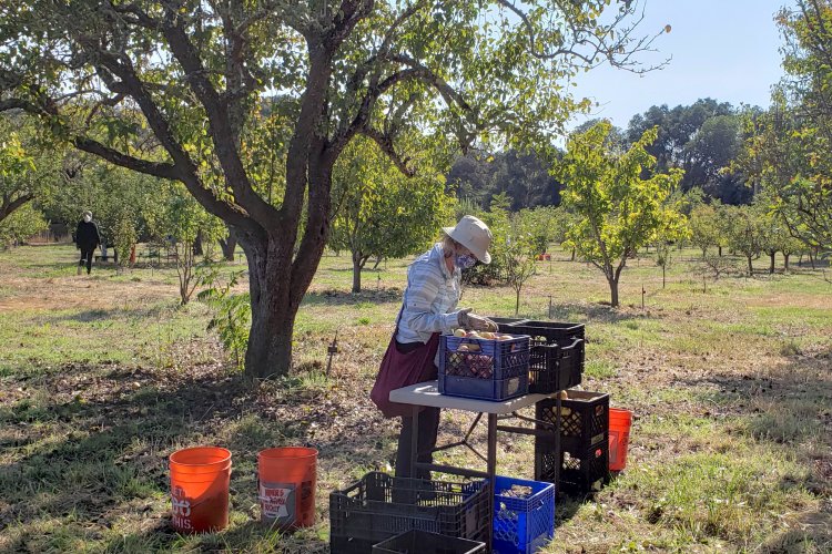 Field sorting of apples at Filoli