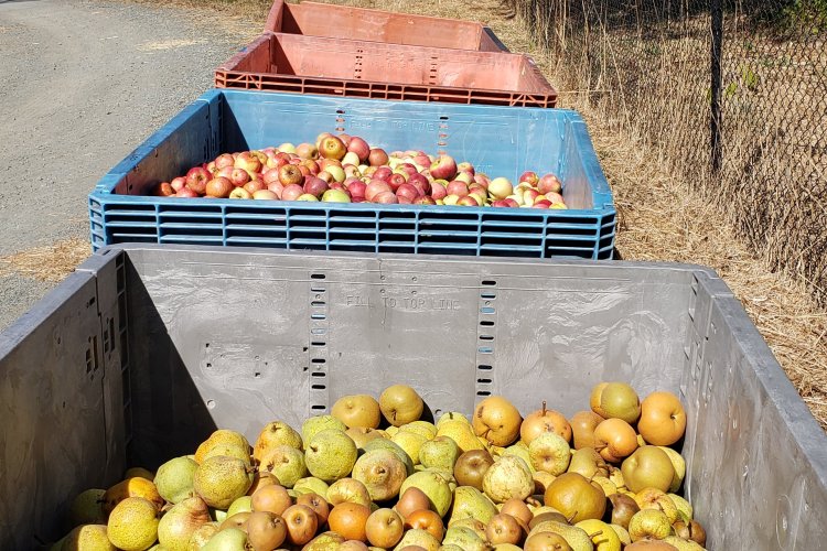 bins of pears and apples