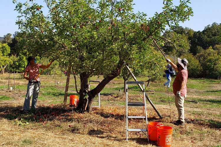 Volunteers harvesting tree in the Gentleman's Orchard at Filoli