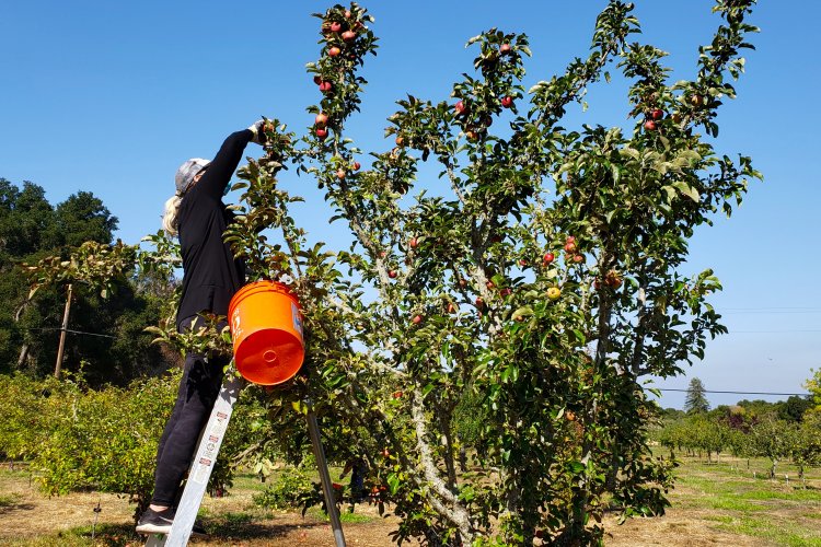 Harvesting apples from a ladder