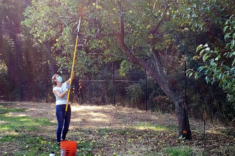 Volunteer harvesting a tall tree with a pole picker
