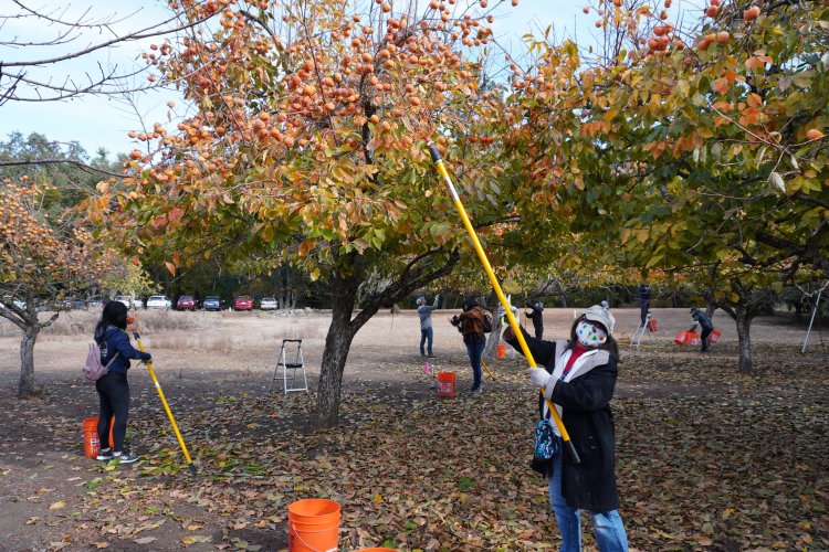 Fuyu persimmon orchard volunteers