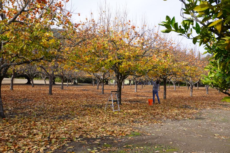 High School of the Dead  At the Persimmon Orchard