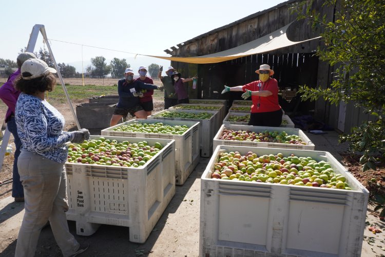 Filled bins with apples