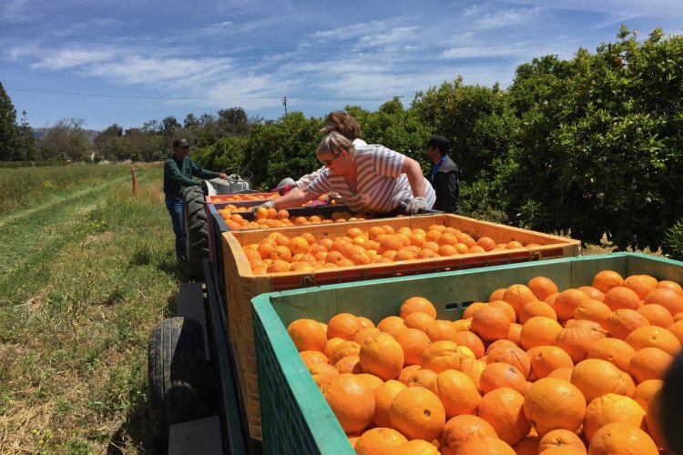 North SJ Orange Orchard vista with bins