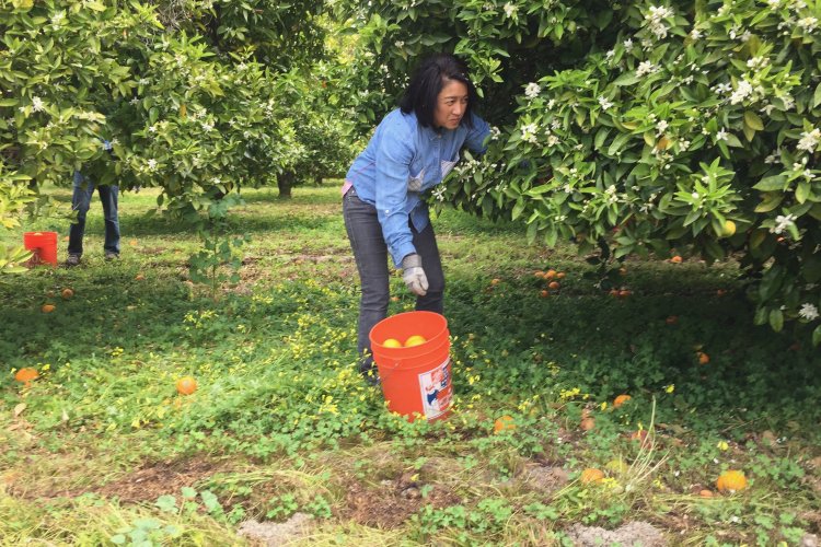 Orange Orchard volunteer 2019
