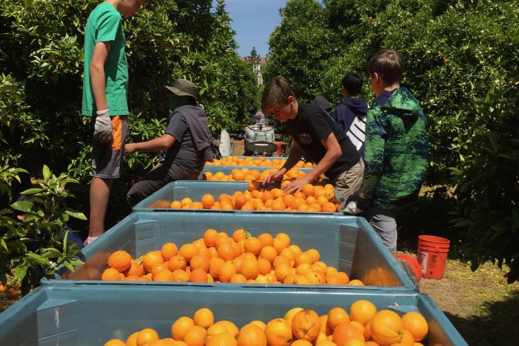 Scouts at 2019 Orange Orchard
