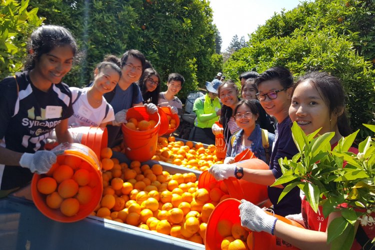 Santa Clara Wilcox HS Key Club at Orange Harvest 2019