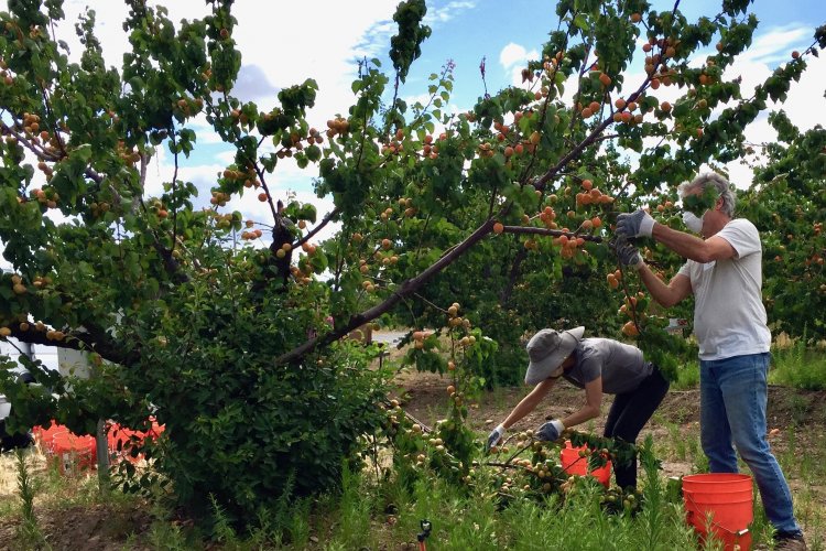 Volunteers picking apricots, Saratoga June 13