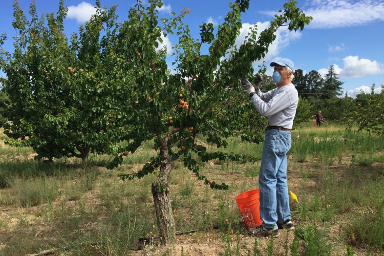 Volunteer picking apricots, June 13 2020 Saratoga orchard harvest