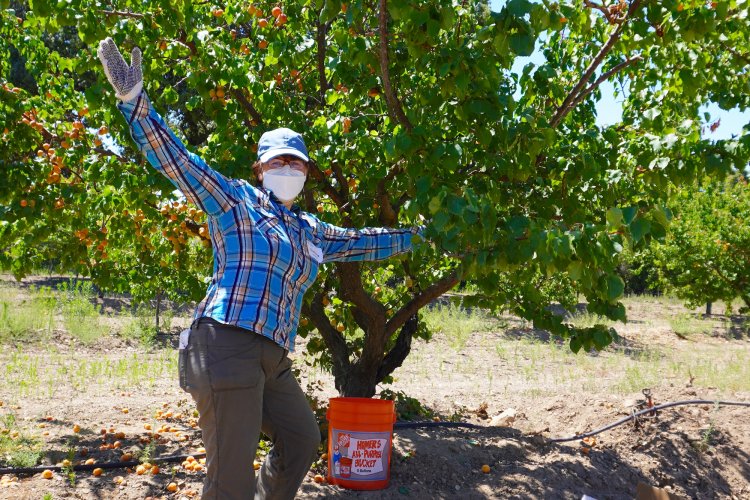 Happy volunteer at apricot tree, Saratoga