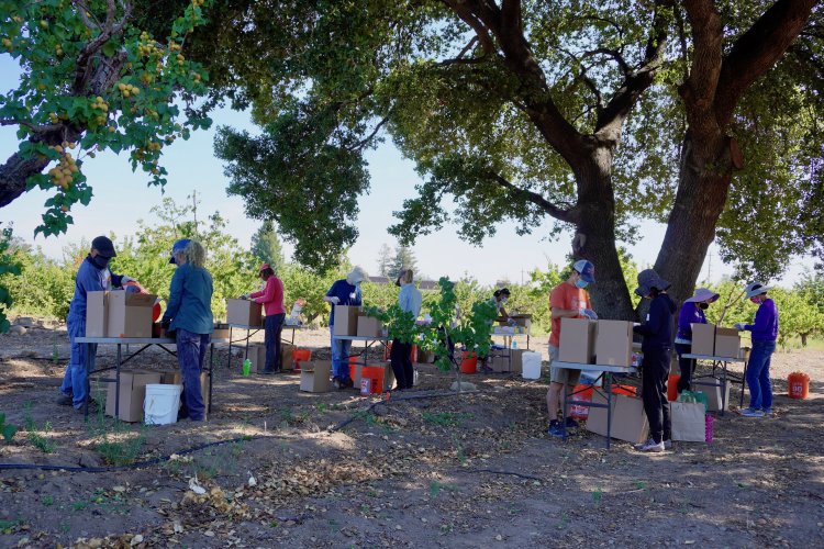 Sorting apricots under a giant shade tree