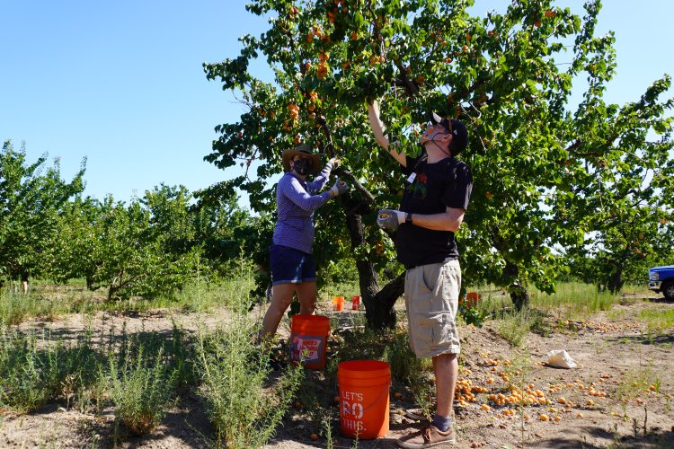Volunteers harvesting apricots, Saratoga June 2020