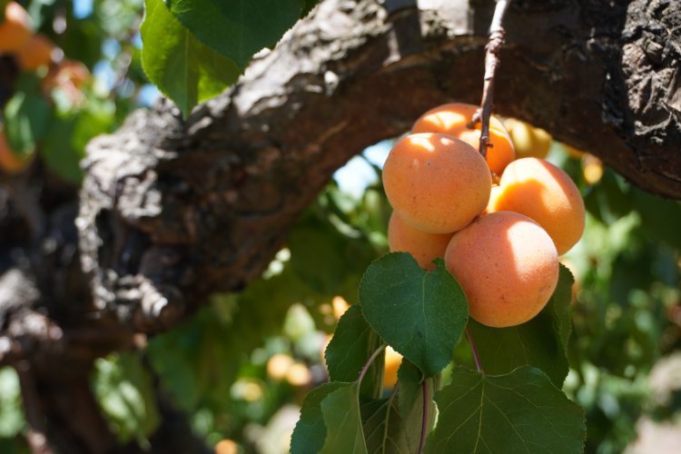Apricot branch abundance