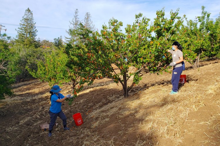 Los Altos Hills hillside orchard volunteers