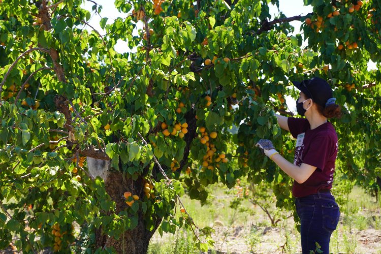 Volunteer harvesting apricots, Saratoga June 2020