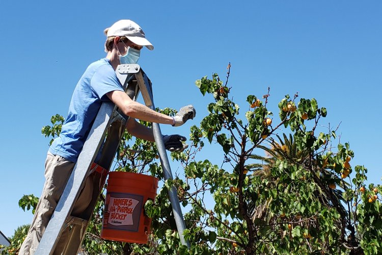 Northeast San Jose apricot orchard