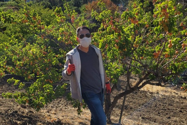 Los Altos Hills hillside apricots