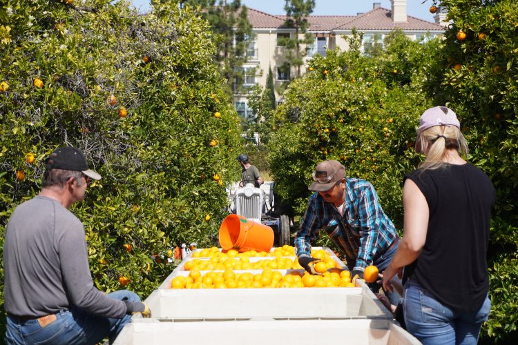 In the orange orchard