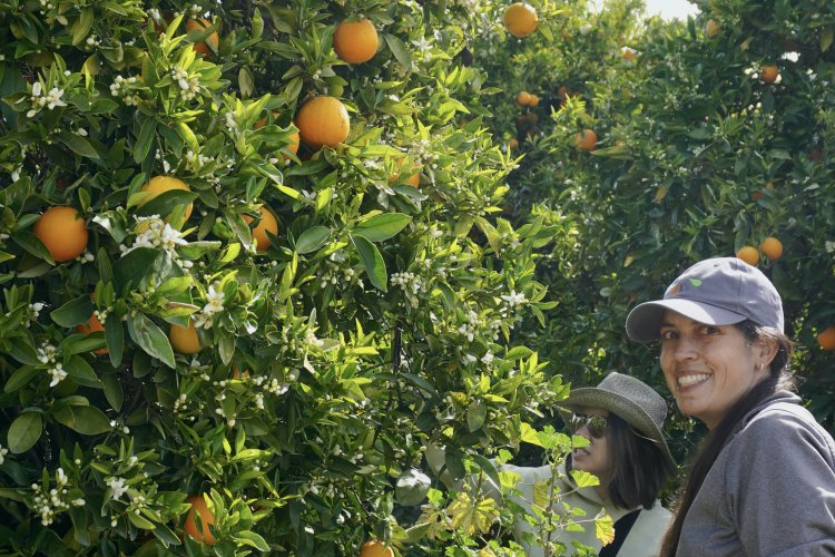 Volunteer picking an abundant tree