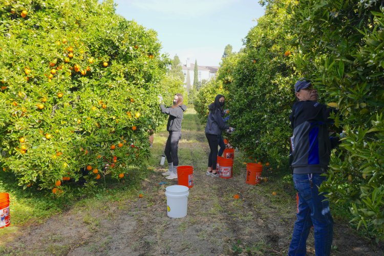 Volunteers in one row of the orchard