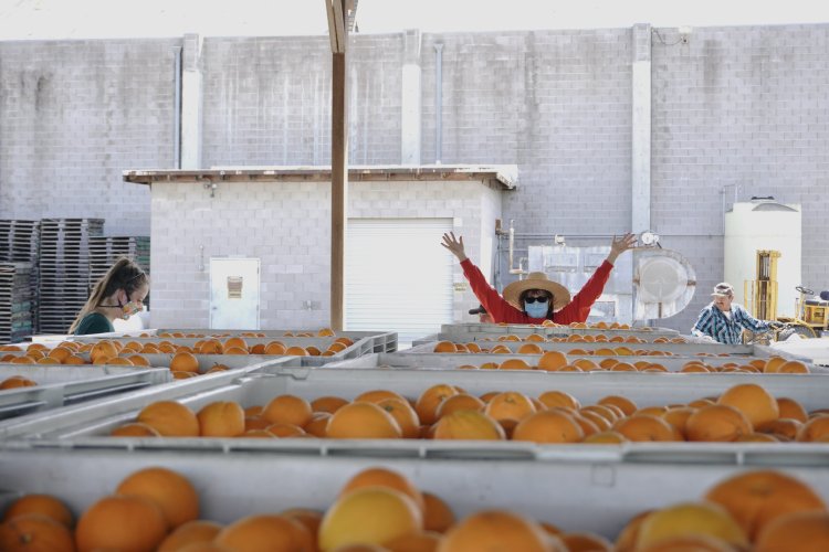 Filled bins with oranges after the harvest