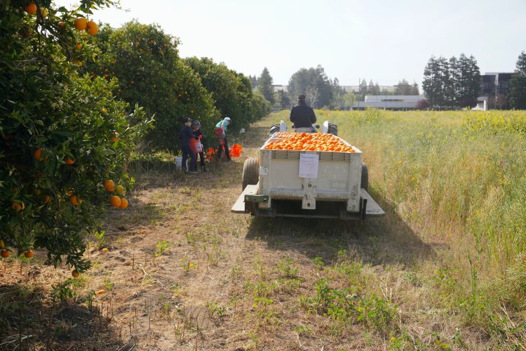 Trailer with 5 full bins at the edge of the orchard