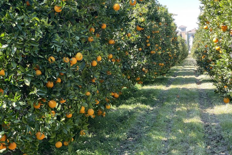 Abundant oranges before the first harvest