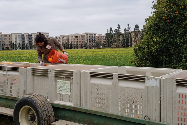 Volunteer on the border of the orange orchard and Silicon Valley