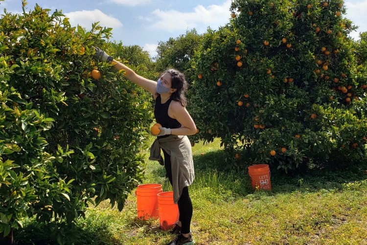 Volunteer picking orange tree