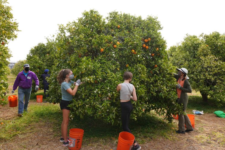 Family and tree