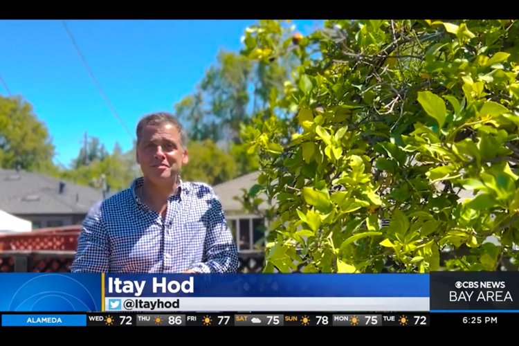 CBS Bay Area KPIX TV backyard Village Harvest