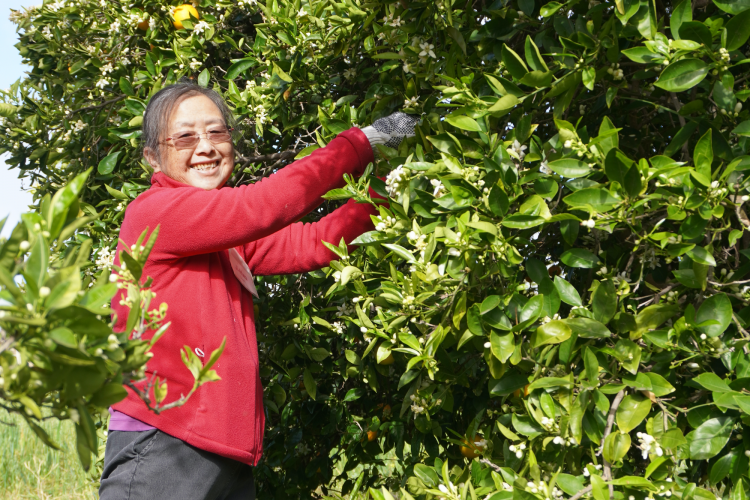 volunteer picking oranges by hand