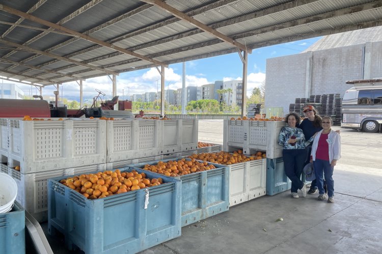 bins of oranges